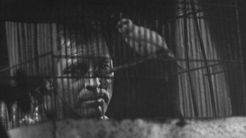 Illustration for article titled Jailbirds bond with actual birds in a tender Hollywood classic