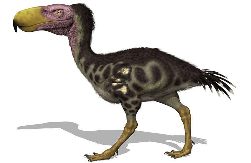 Newly Discovered Terror Bird Sheds Light On A Fearsome Clan