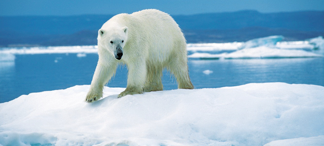 Polar Bears May Survive by Hunting Caribou as Arctic Ice Melts