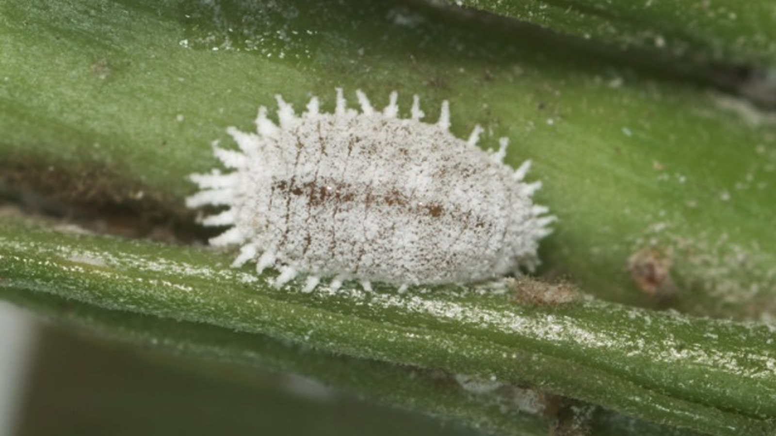 achroma bacteria symbiosis