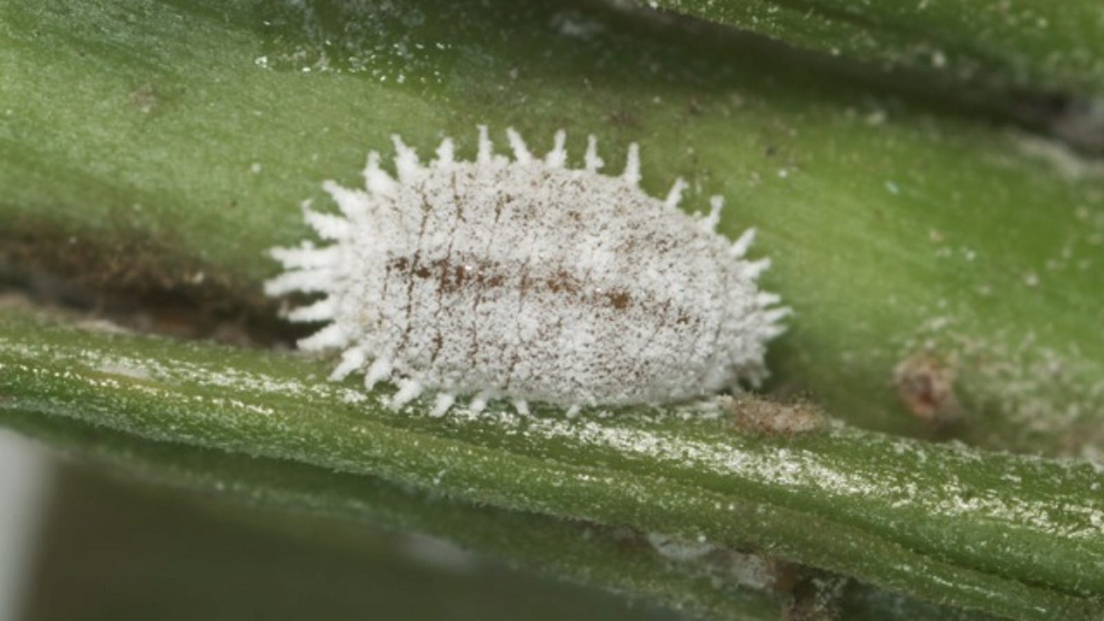 The Ultimate Symbiosis: Mealybugs have bacteria living inside their