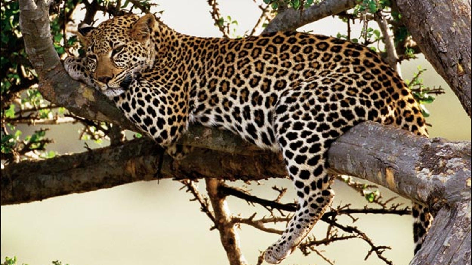 Дальневосточный леопард на дереве