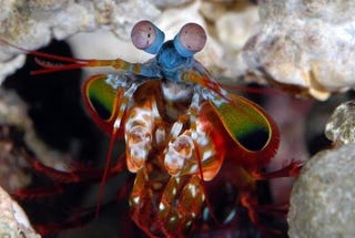 Illustration for article titled Your Next-Generation DVD May Be Made From Mantis Shrimp Eyes