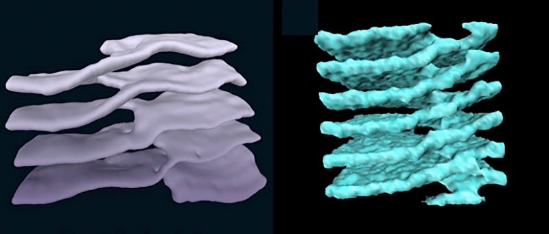 Illustration for article titled Esta fascinante estructura es idéntica en las estrellas de neutrones y en las células humanas
