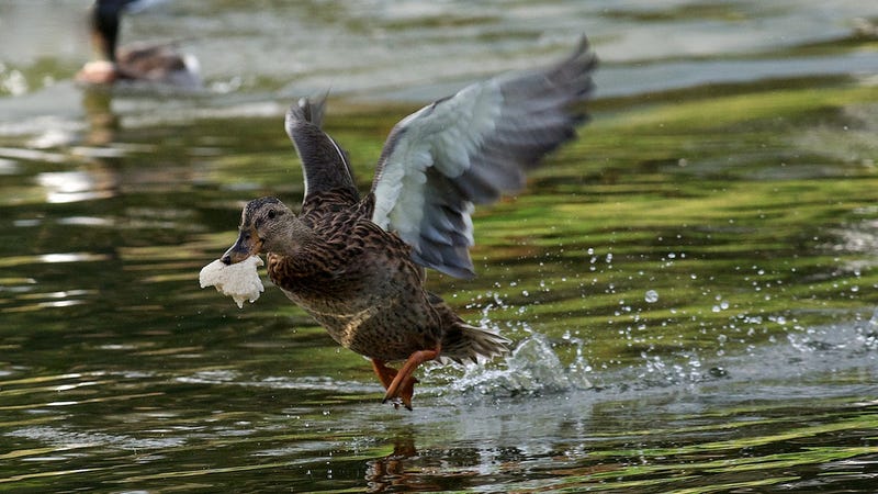 Illustration for article titled How To Avoid The Horrible Things That Happen When You Give Ducks Bread