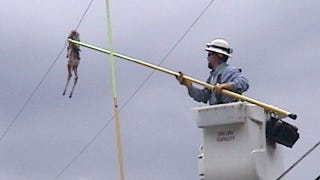 Illustration for article titled Why Is This Deer Dangling From a Power Line?
