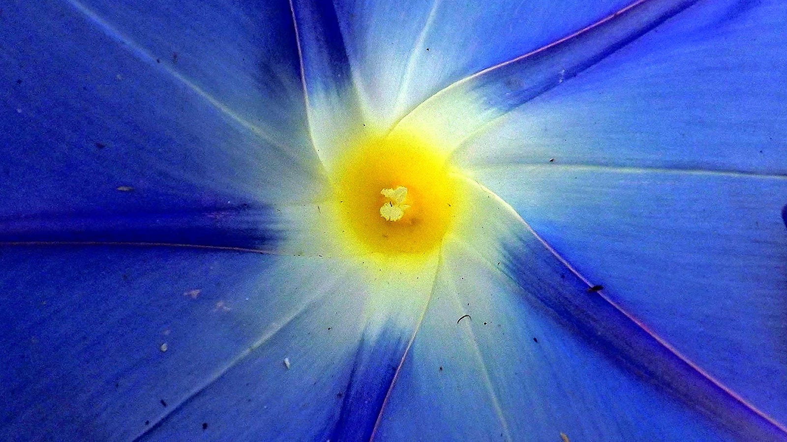 These Flowers Hold Clues to Spreading Life Beyond Earth