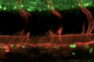 Illustration for article titled First Video To Reveal Growth Of Stem Cells That Manufacture Blood