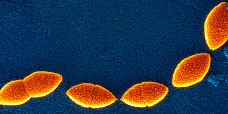 Illustration for article titled Antibiotic Resistance Actually Makes Some Bacteria Stronger