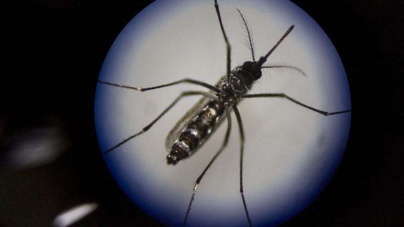 Houston Is the Next Battleground in the GMO Mosquito War - Gizmodo