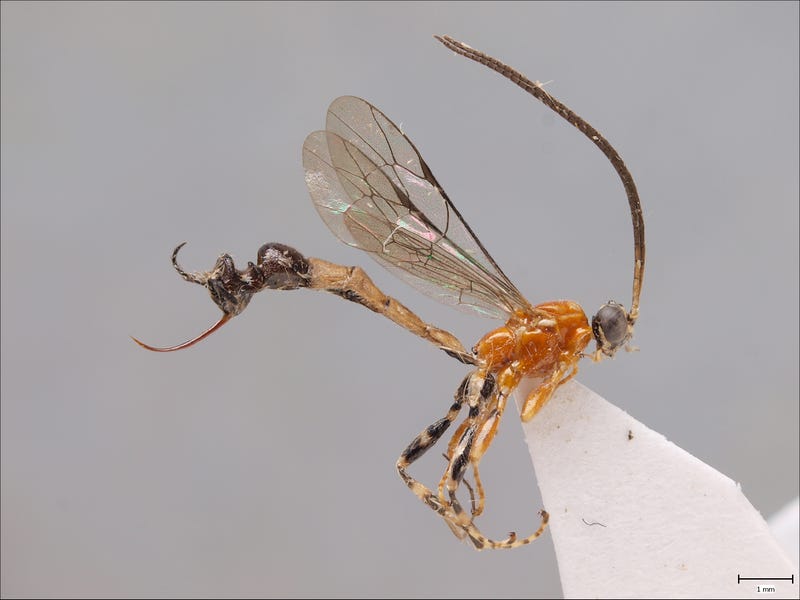 Image: Ilari Sääksjärvi, Zoological Museum at the University of Turku, Finland