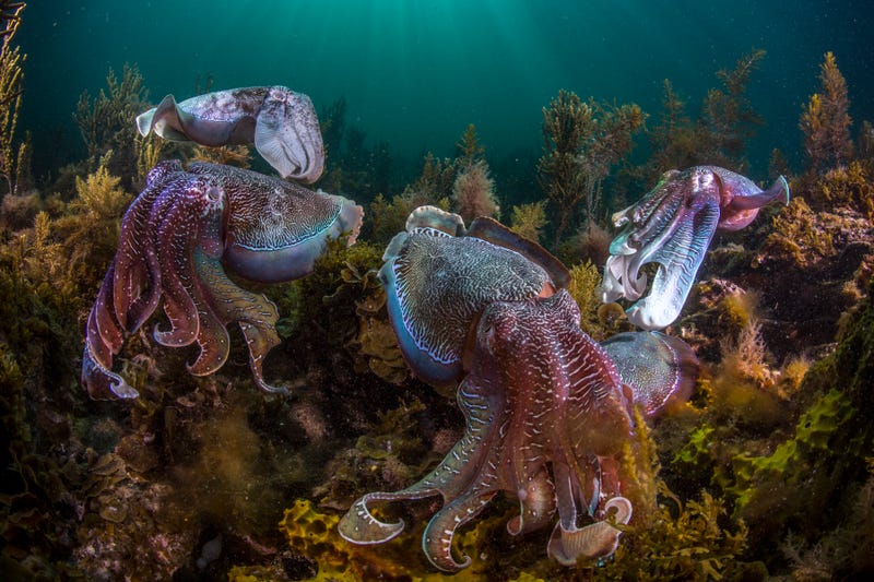 Giant Australian cuttlefish (Sepia apama). Image: Wildlife Photographer Scott Portelli