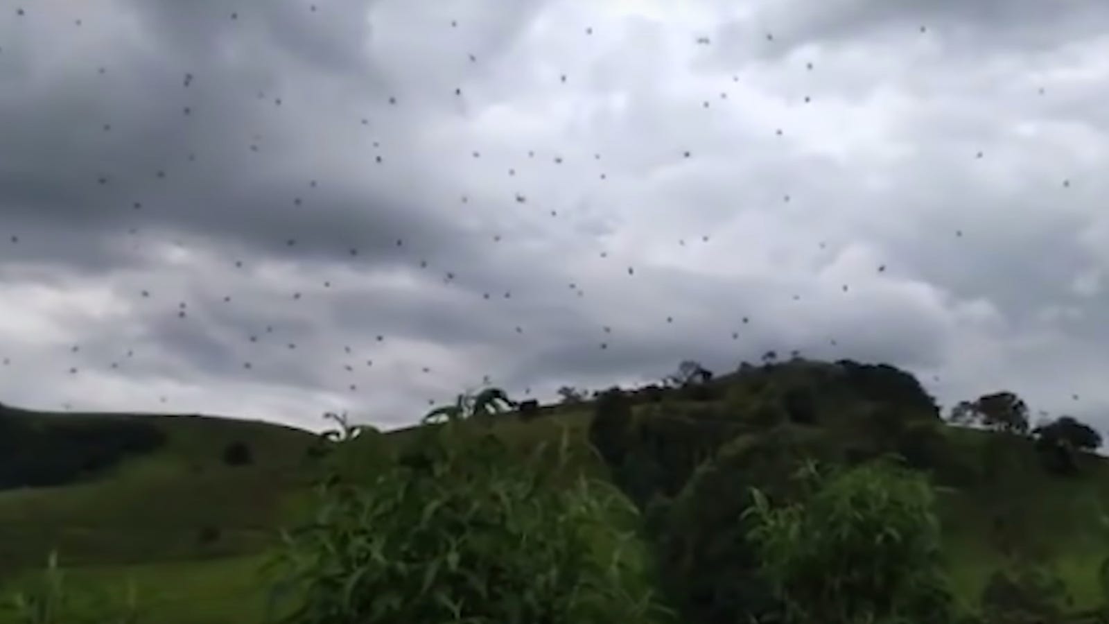 photo of Imagine Walking Into This Wall of Spiders and Never Sleep Again image