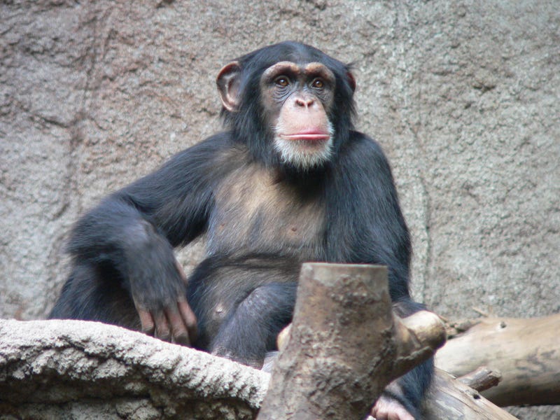Scientists Have Finally Figured Out Why Chimps Are So Damn Strong