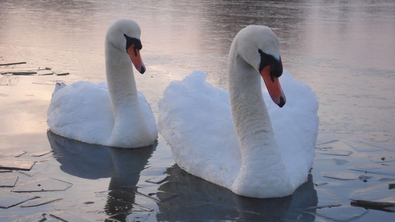 Study Finds Swans Only Other Animals Who Mate For Few Years, Get Scared ...