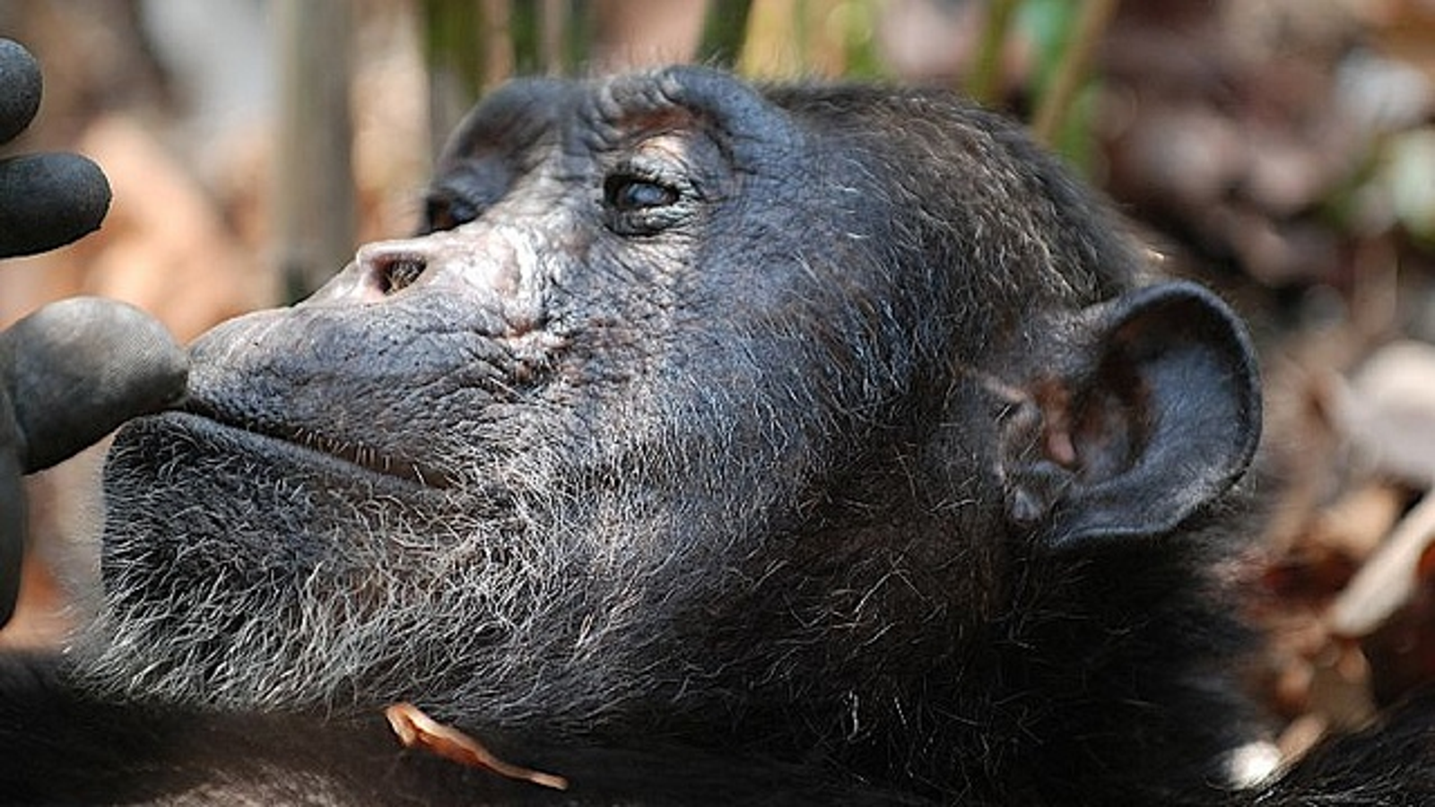 chimpanzee hand reaching out for human