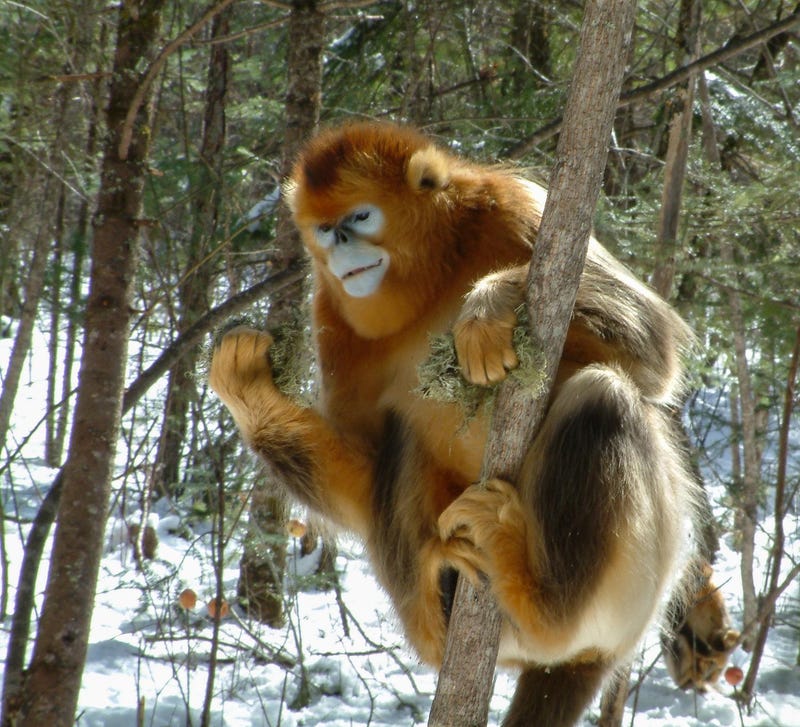 Illustration for article titled Is This the Saddest Monkey on Earth?