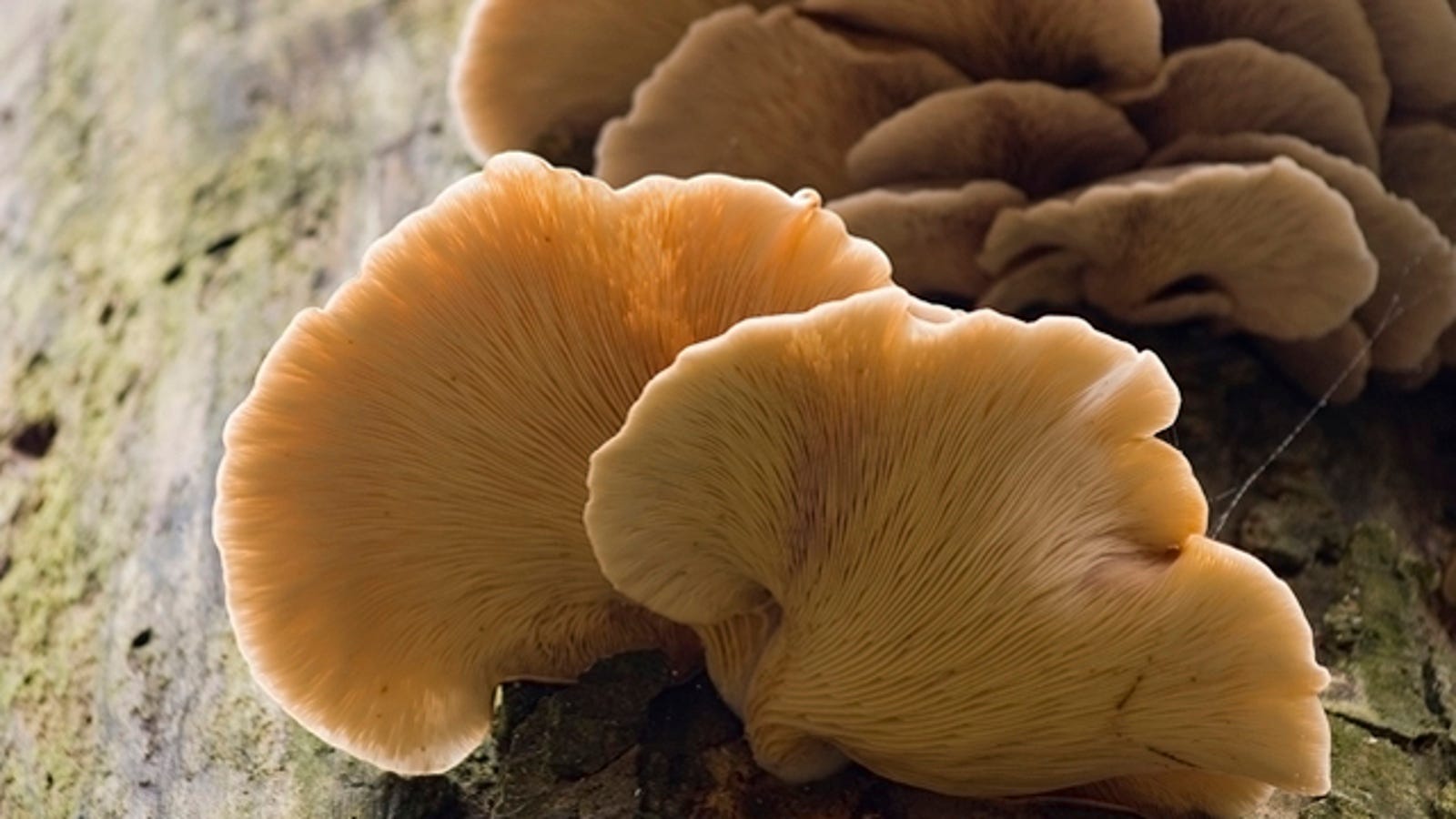 How Do I Tell If a Mushroom Is Safe to Eat?