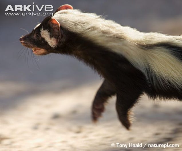 Monday Mustelid Ictonyx Striatus Edition