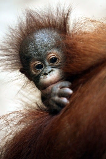 Illustration for article titled Apes Enjoy Watching You Watching Them