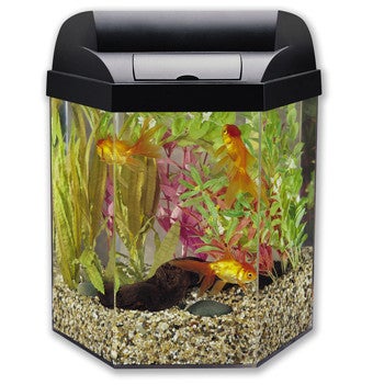 Which Fish Are Cubicle Friendly