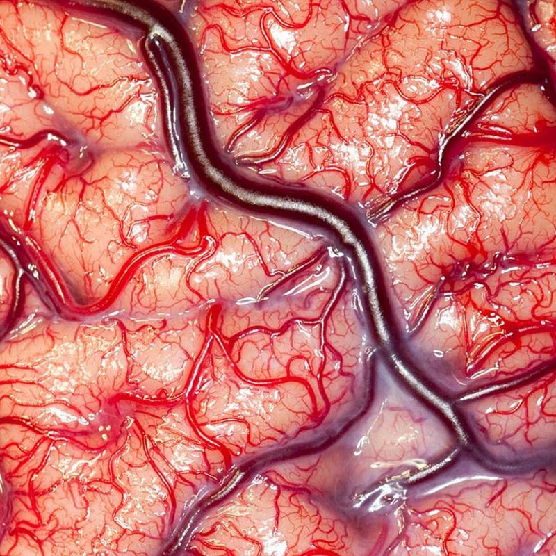 Illustration for article titled Extreme close up photo of a living human brain