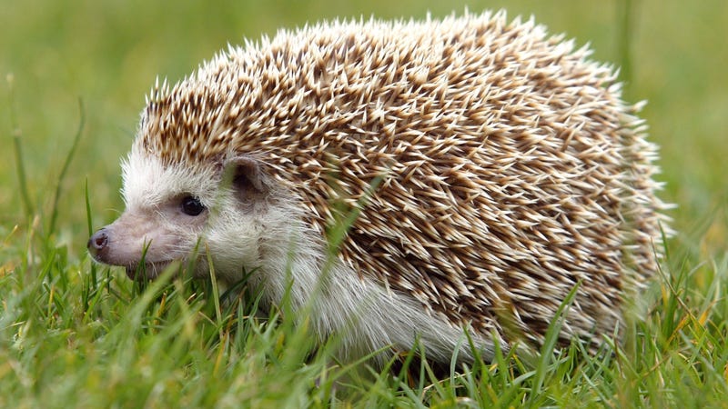 heatable hedgehog