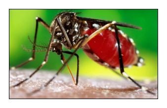 Illustration for article titled A Zika-vírus hatalmas egészségügyi kockázat, de hallottatok már a foszforállkapocsról is?