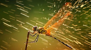Illustration for article titled The Best Nature Photo of the Year