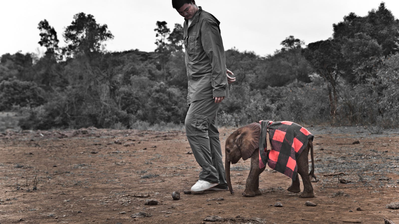 Here's Yao Ming Standing Next To A Full-Grown Elephant