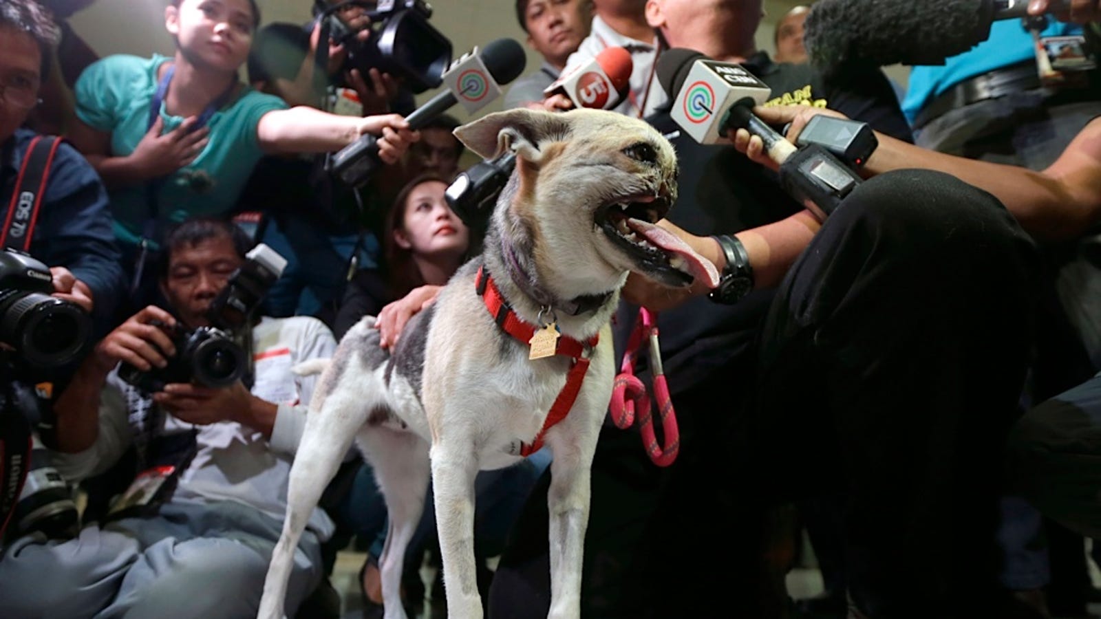 Snoutless Hero Dog Returns Home To Philippines For