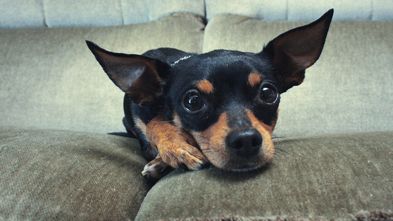The Best Furniture Fabric When You Have Pets