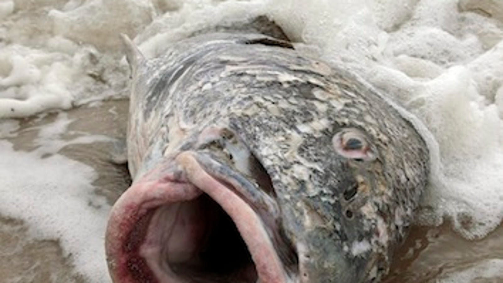 100,000 Dead Fish In Arkansas Raise Suspicions Of Biblical