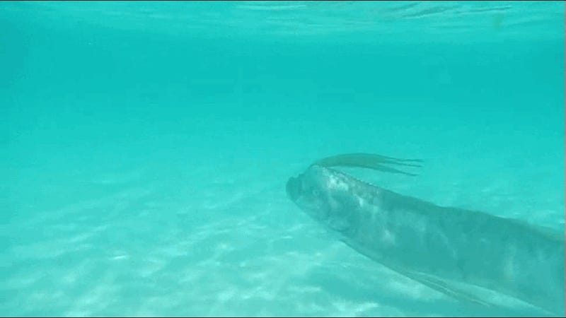 the-most-incredible-footage-of-a-live-oarfish-we-ve-ever-seen