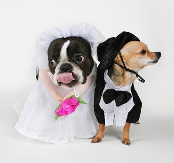 Illustration for article titled Treat Your Spouse Like A Dog And Find Marital Bliss