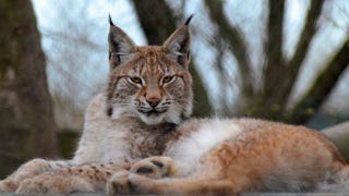 Image: Borth Wild Animal Kingdom