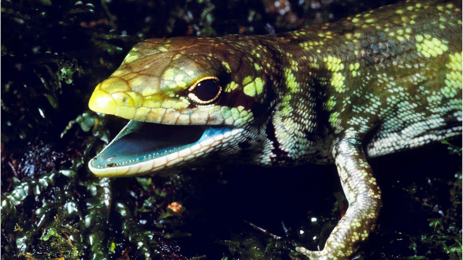 This bizarre lizard bleeds green poison that can kill you