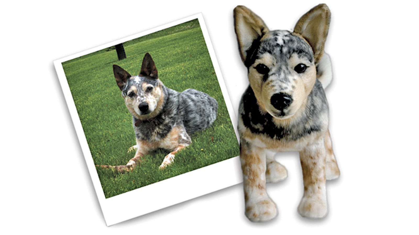 make a plush of your pet