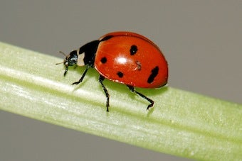 Illustration for article titled Scientists Need Your Help Locating Lost Ladybugs