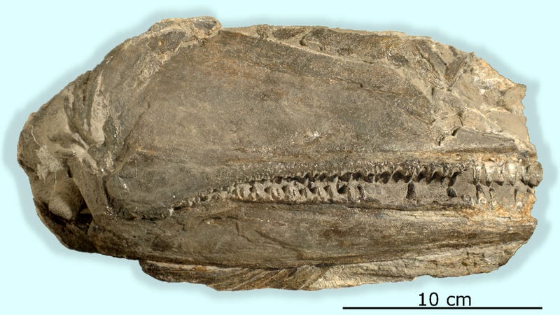 The 26 cm long fossil preserving the right side of the skull of Birgeria americana. Image: University of Zurich
