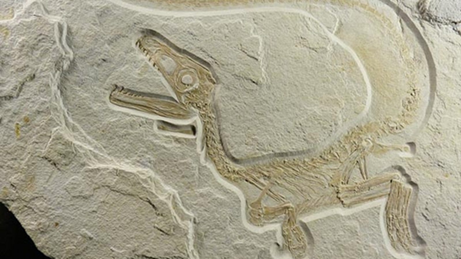 dinosaurs that had feathers