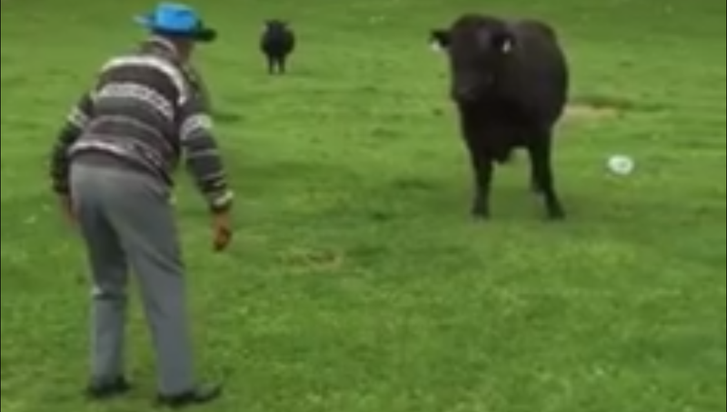 Illustration for article titled 81 Year-Old Birthday Boy Saves Truck From Angry Bull