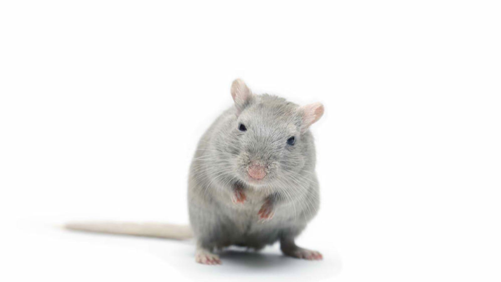 Серая мышь 14. Мышиный серый. Мышка серого цвета на белом фоне. Grey Mice на белом фоне. Серая мышка девушка.