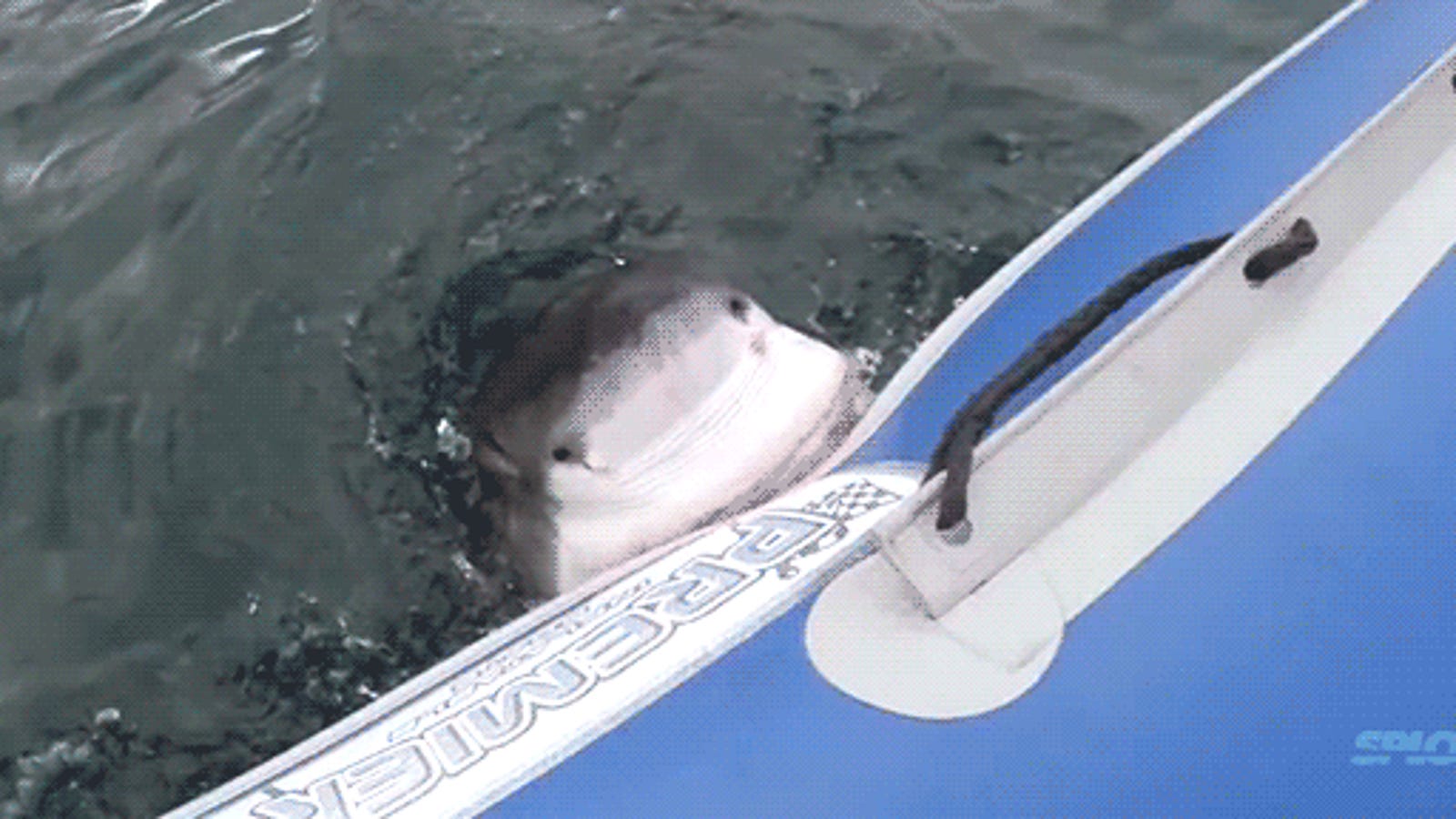 shark sinks catamaran