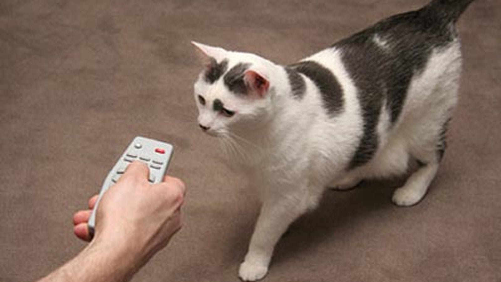 cat with remote control