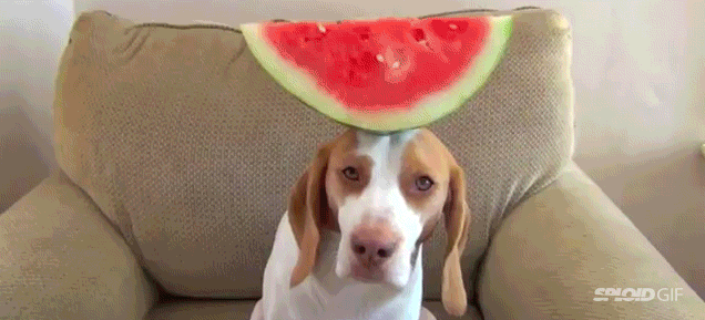 Dog balancing fruits and vegetables on his head