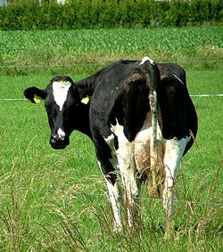 Illustration for article titled Cosmetics Company Discovers The Power Of Cow Poop