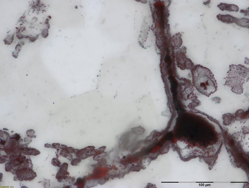 A hematite filament attached to a clump of iron. These clumps were once microbial cells, and are similar to modern microbes found in hydrothermal vent environments.