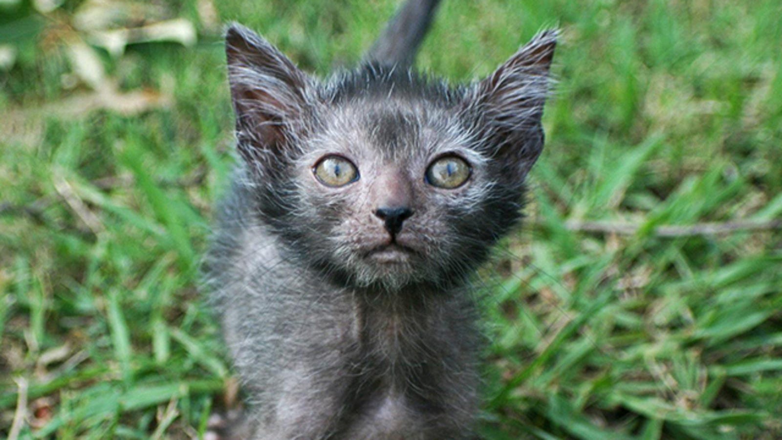 Humans create cat werewolves—and they're very cute and ...