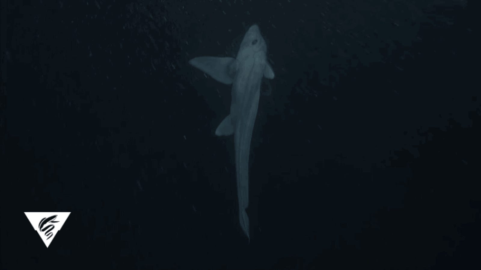 ghost shark